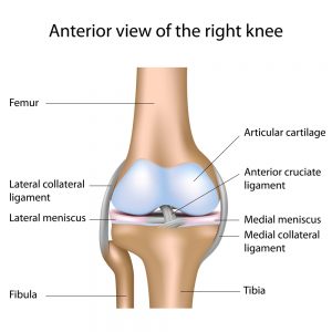 knee anatomy: knee physiotherapy 